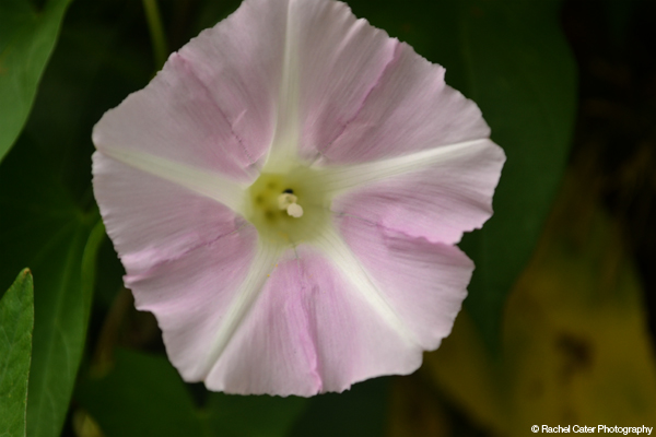 Soft Purple Flower Rachel Cater Photography