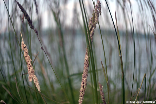 View through cats tails Rachel Cater Photography