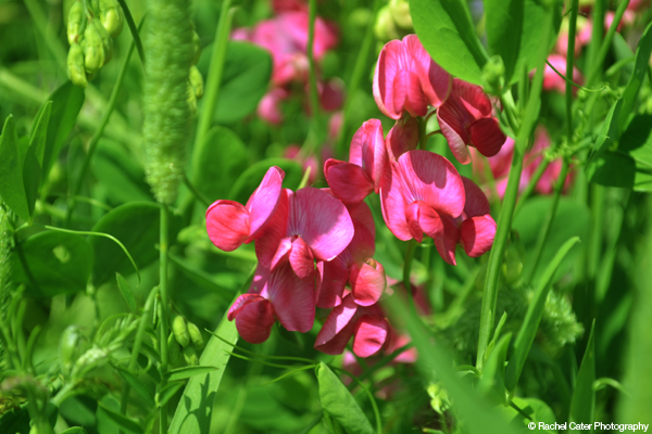 Wild Pink Flower Rachel Cater Photography