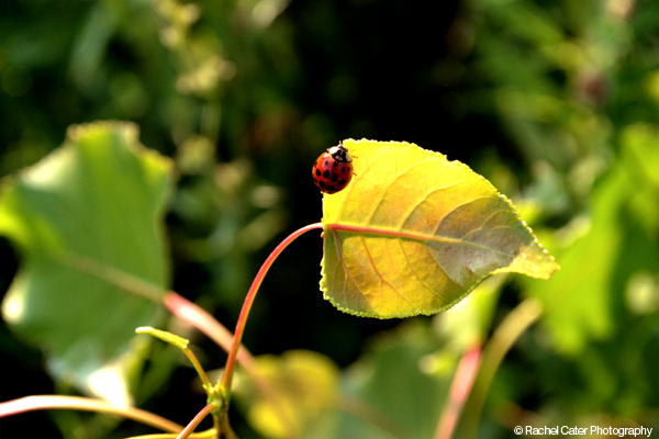 adventurous  ladybug Rachel Cater Photography