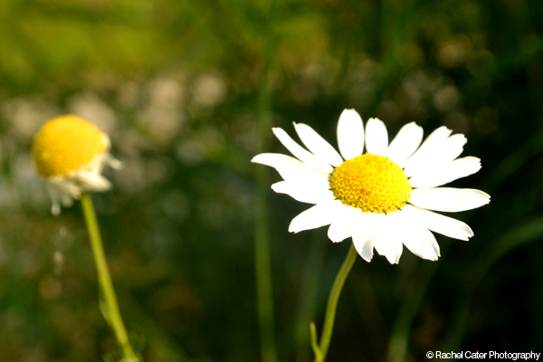 Vivid Daisy Rachel Cater Photography