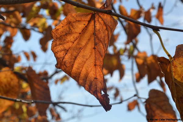 Autumn Leaves Rachel Cater Photography