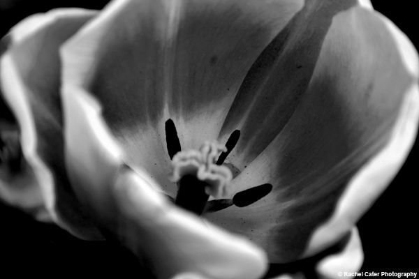 black and white tulip Rachel Cater Photography