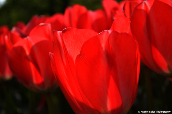 close up of tulips Rachel Cater Photography
