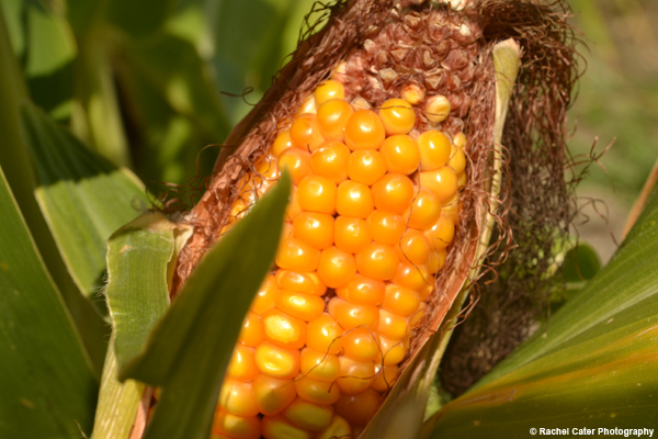 Golden Corn