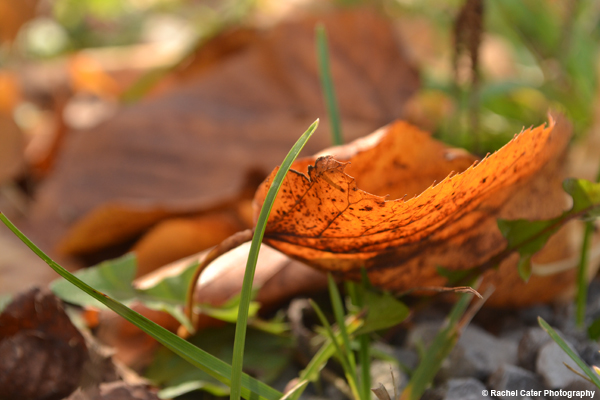 Fallen Leaves Rachel Cater Photography
