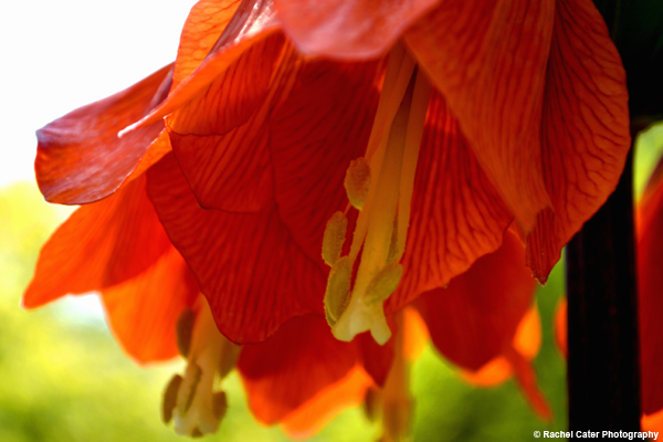 Vivid Flower Rachel Cater Photography