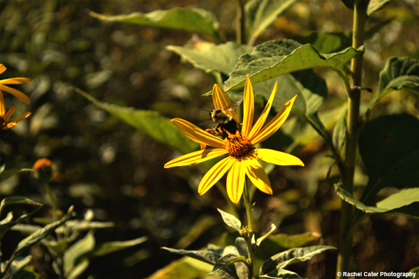 Bumble Bee flower Rachel Cater Photography