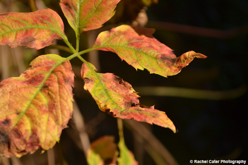 Dramatic Plant Rachel Cater Photography
