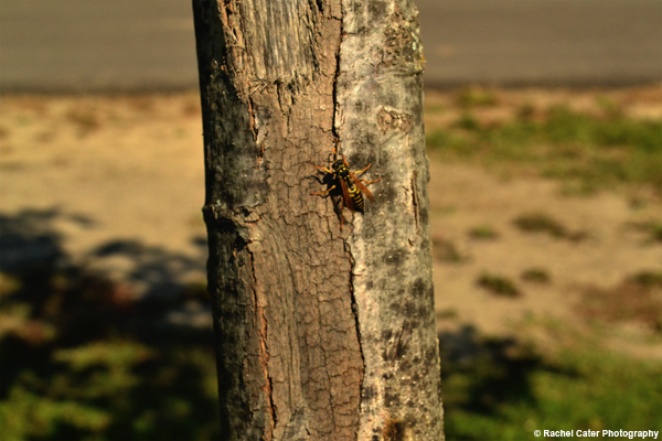 Landed Wasp Rachel Cater Photography