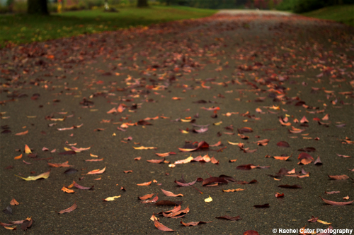 leaves on a path copy Rachel Cater Photography