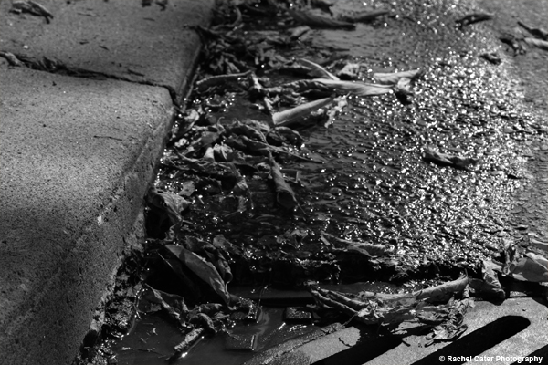 Lonely Autumn Leaves Rachel Cater Photography