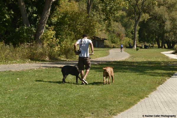 Man walking dogs Rachel Cater Photography