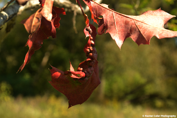 Rustic Leaves Rachel Cater Photography