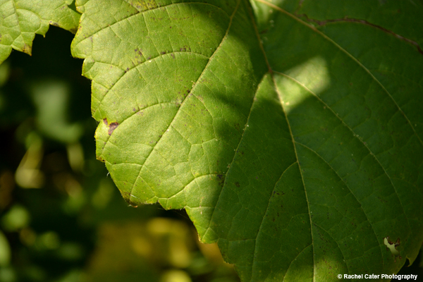 Shadow Leaves Rachel Cater Photography