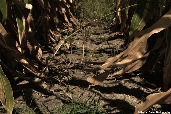 Cornfield Shadows