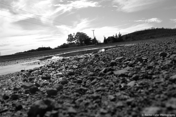Views from a puddle Rachel Cater Photography copy