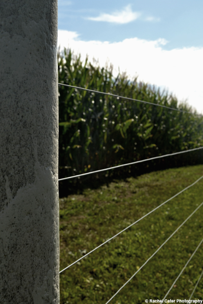 corn field rachel cater photography