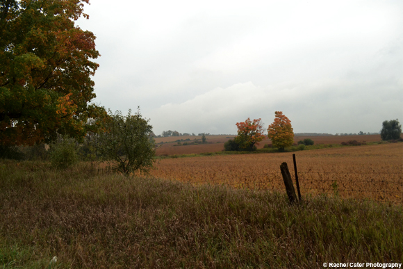 Country Fields  Rachel Cater Photography