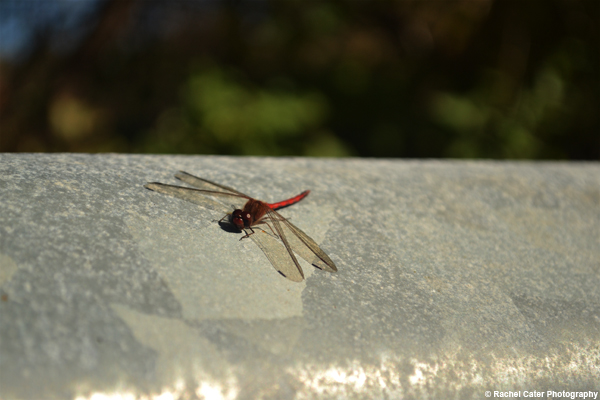 dragonfly Rachel Cater Photography