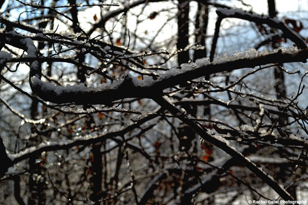 Icy Branch