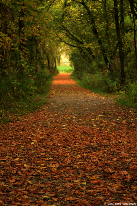 leafy path Rachel Cater Photography