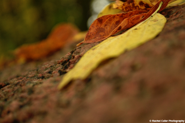 Leaves on a&nbsp;Rock