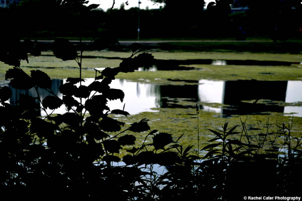 Pond Reflections Rachel Cater Photography