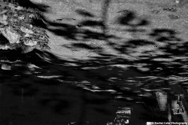 sidewalk shadows Rachel Cater Photography