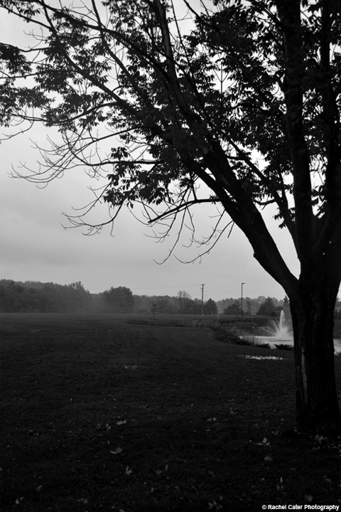 Tree Silhouette Rachel Cater Photography