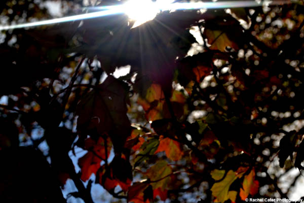 light through the trees Rachel Cater Photography