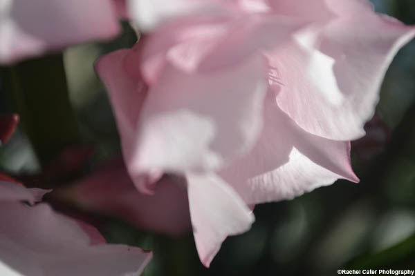 delicate flower rachel cater photography