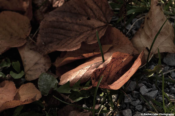 fallen leaves rachel cater photography