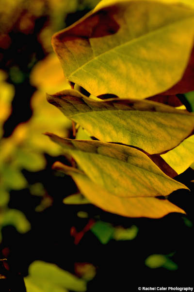 leaf rachel cater photography