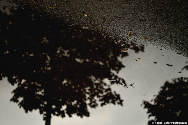 Puddle Reflections