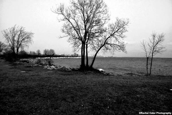 Barren Tree Rachel Cater Photography