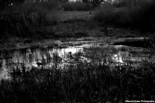 frozen pond rachel cater photography