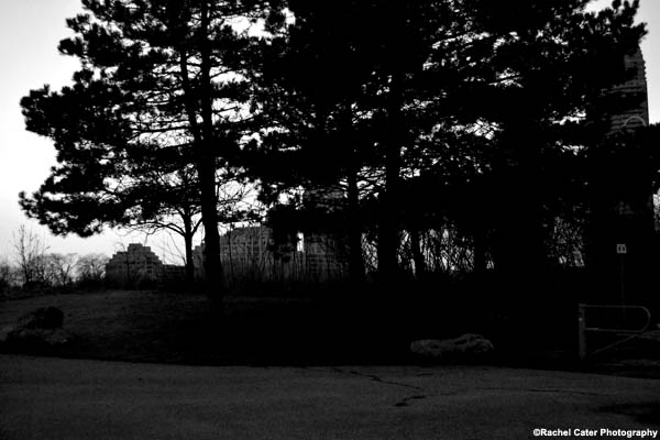 Nature in the&nbsp;City