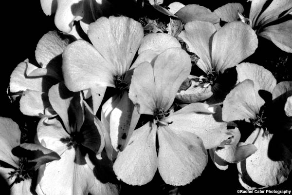 tranquil flowers rachel cater photography