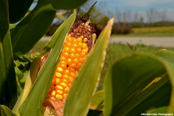 maturing corn rachel cater photography