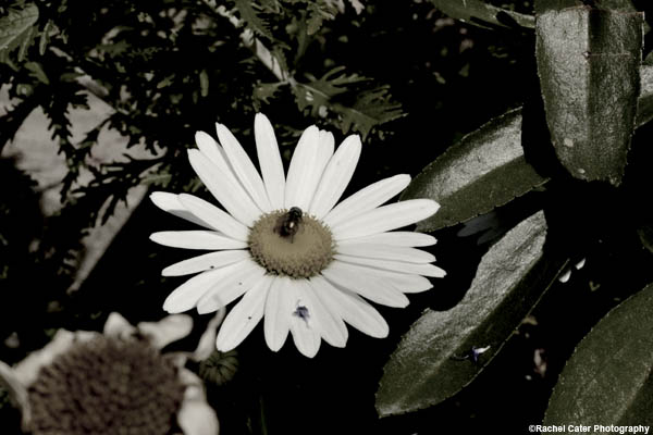 bees and flowers rachel cater photography