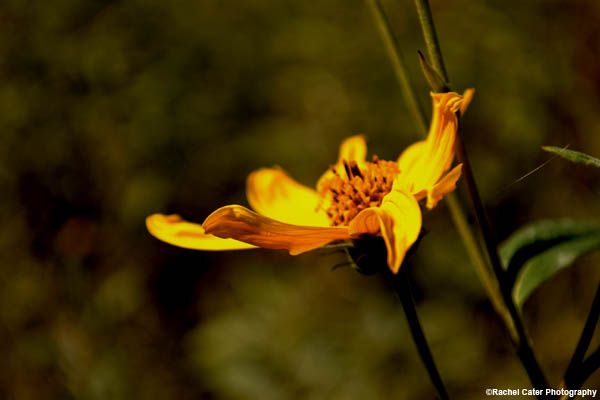 happy flower rachel cater photography