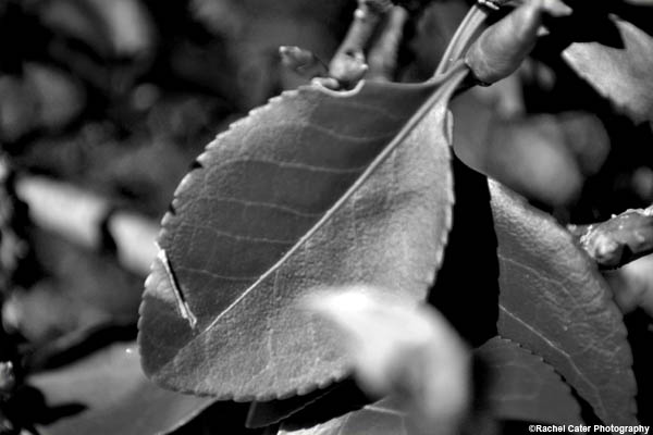 leaves and nature rachel cater photography copy