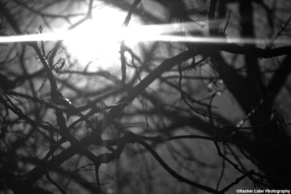 light rachel cater photography