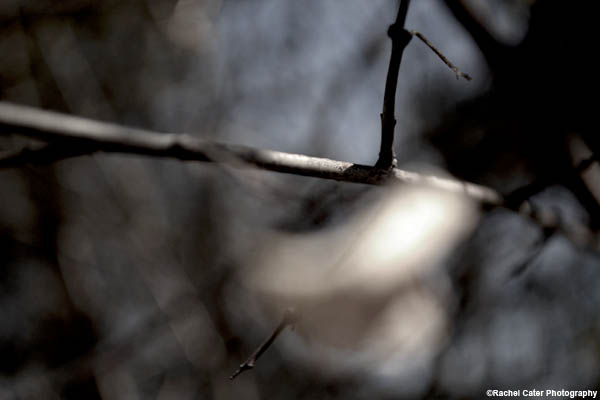 tree branch blowing leaf rachel cater photography