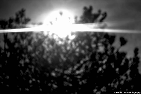 stand out rachel cater photography