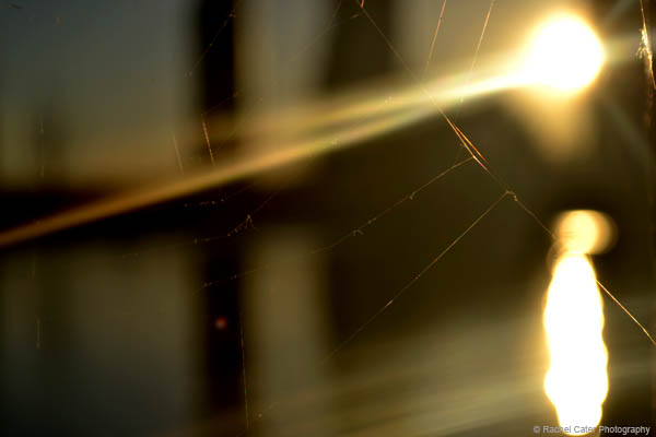 Light and webs Rachel Cater Photography