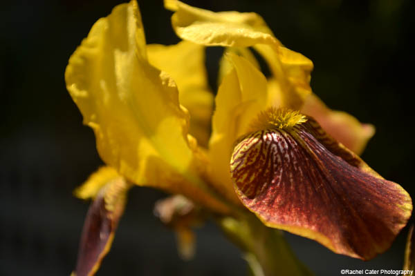 layers flower rachel cater photography
