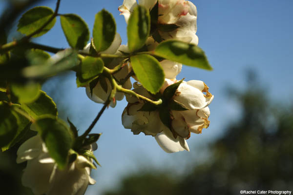 floral paradise rachel cater photography
