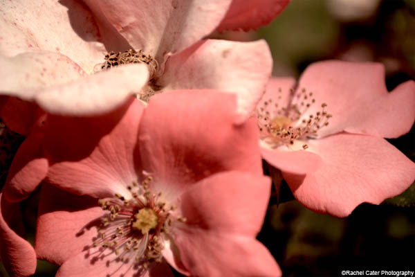 Flowers in Capri